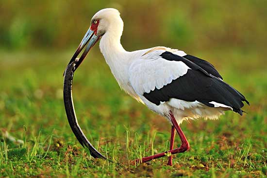 El ibis supera la "malicia" de la serpiente con su astucia
