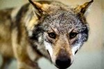 Los lobos protegidos por los ecologistas invaden y matan en Francia